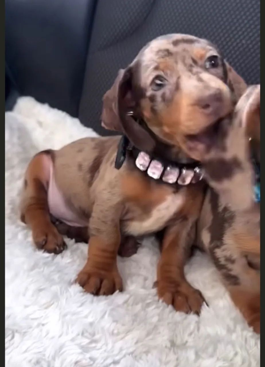 Basset teckel belo