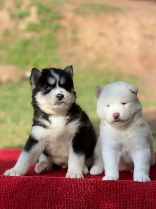 Husky Siberiano Filhotes de mais alto padrão da raça - Foto 3