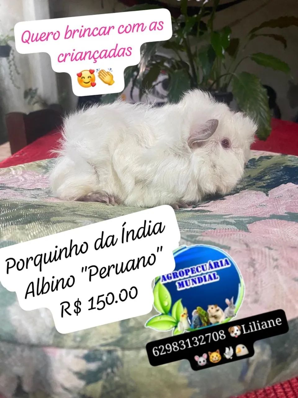 Coelhos e porquinho da índia 