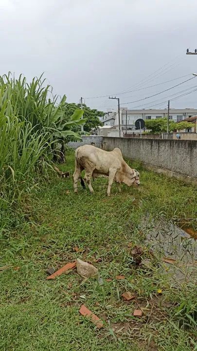 Vendo Tourinho Brahma  - Foto 2