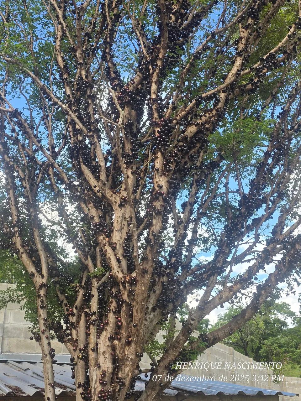 Pe de jabuticaba - Foto 4