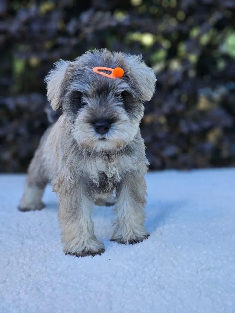 Schnauzer Miniatura 