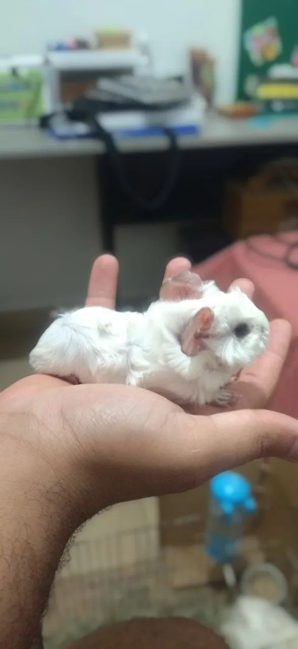 Porquinhas da India Abissínio - Lindas 