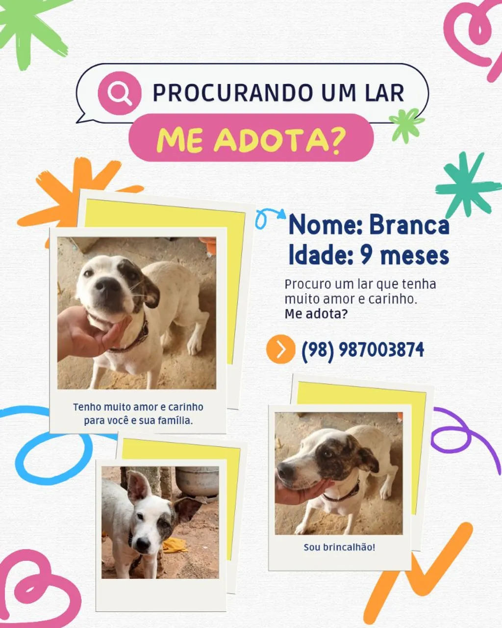 Branca - Linda cachorra procura um lar!