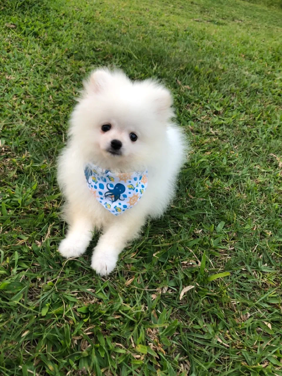 Spitz Alemão (Macho)