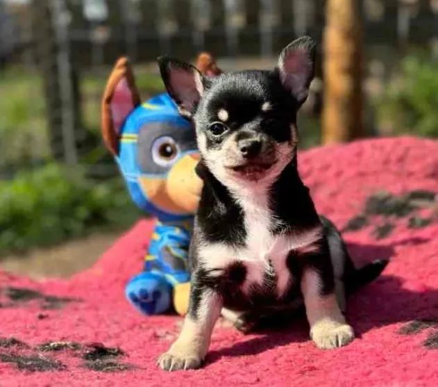 Chihuahua Macho Micro White: Amor e Fofura Que Cabe na Mão!