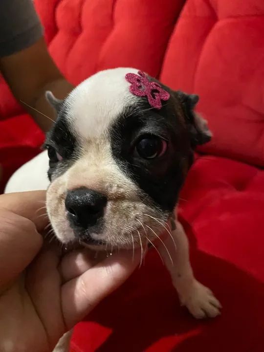 Bulldog Francês 