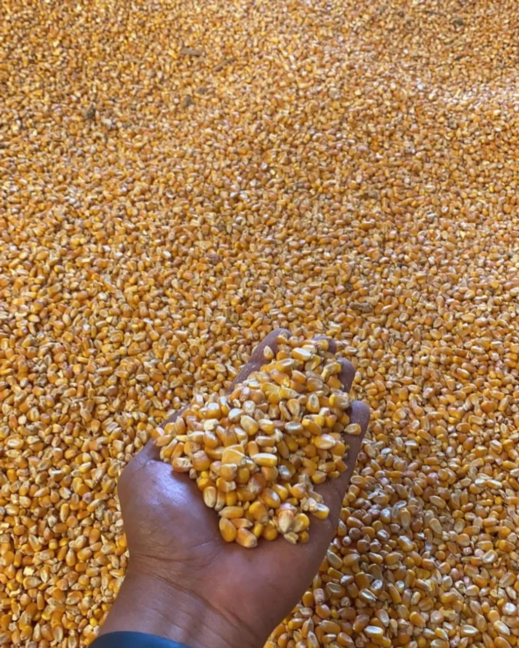 Venda de Milho em Grãos e Rações Direto da Fazenda ao norte do Mato Grosso - Foto 2