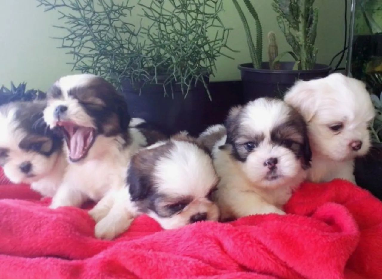 Filhotes Shih Tzu
