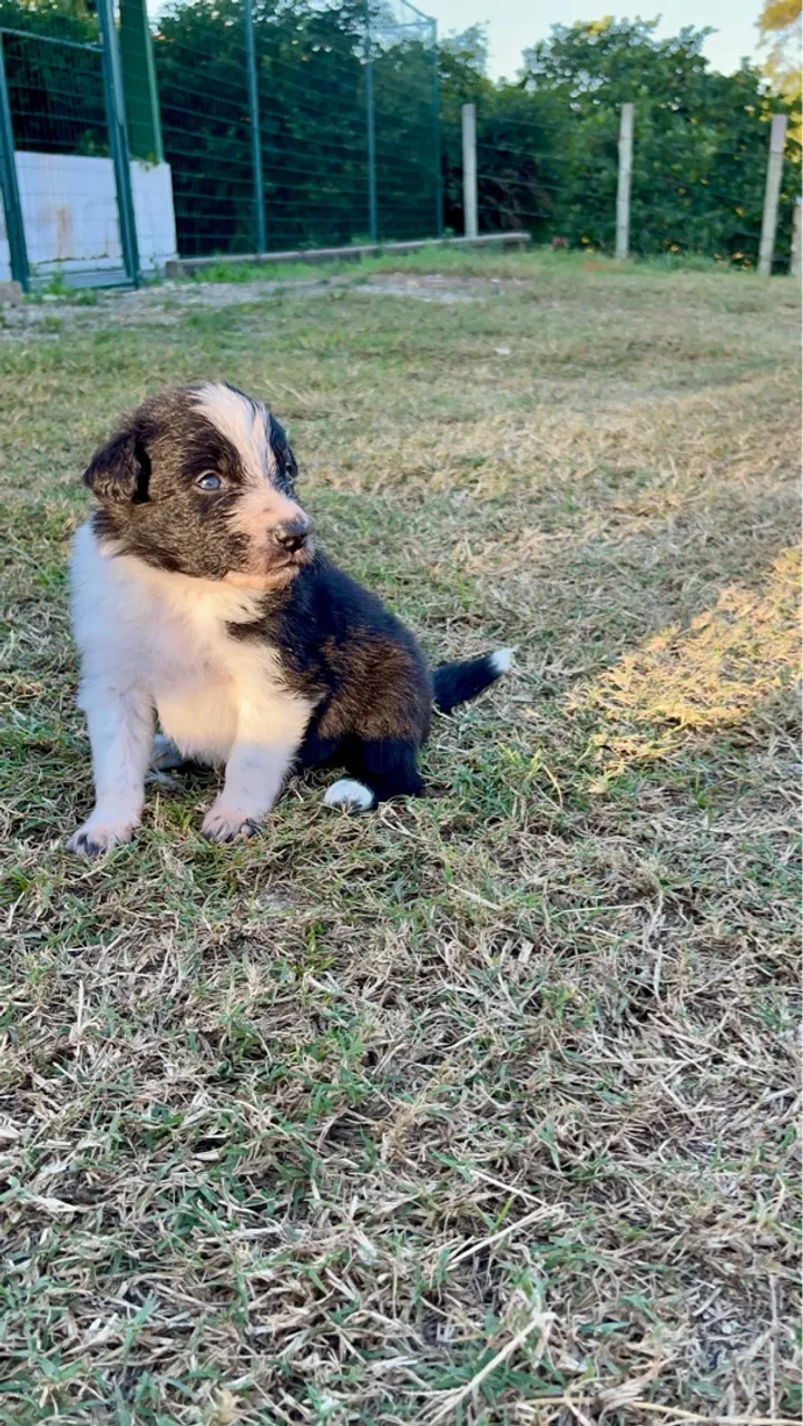 Filhote Border Collie Macho