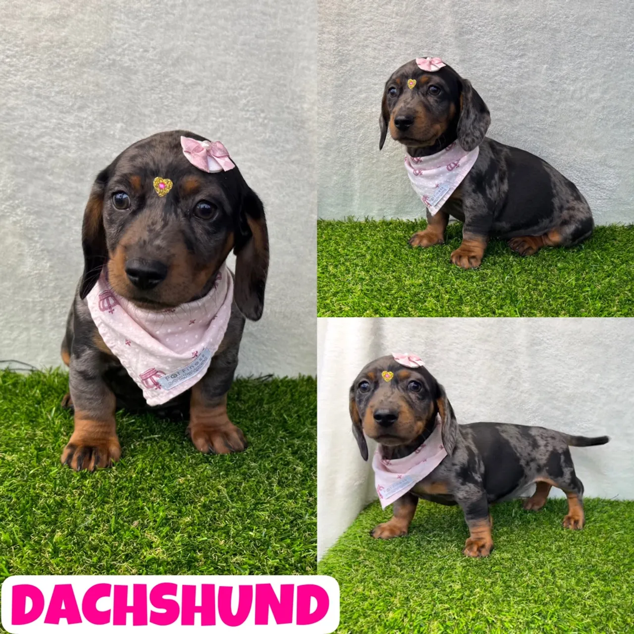 Linda Fêmea de Dachshund Arlequim (Basset, Cofap, Teckel) 