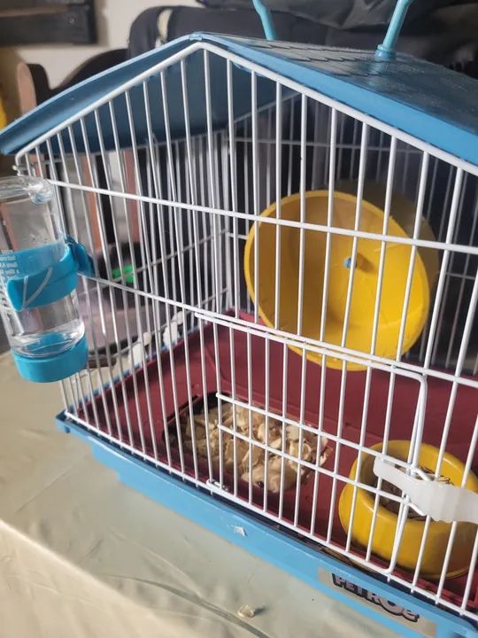 Hamster anão russo dourado +gaiola - Foto 2