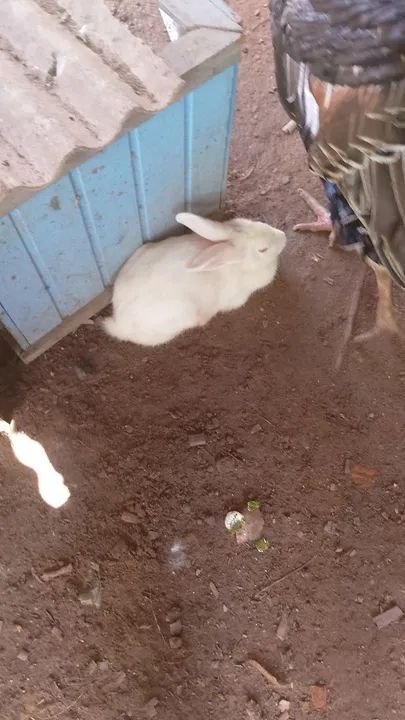 Coelho branco fofinho  - Foto 3