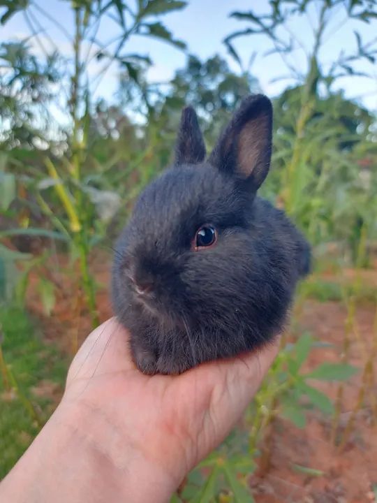 Coelhinho preto fofinho - Foto 3