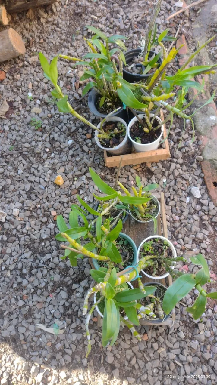 Vende-se mudas de orquídeas a unidade R$11,00