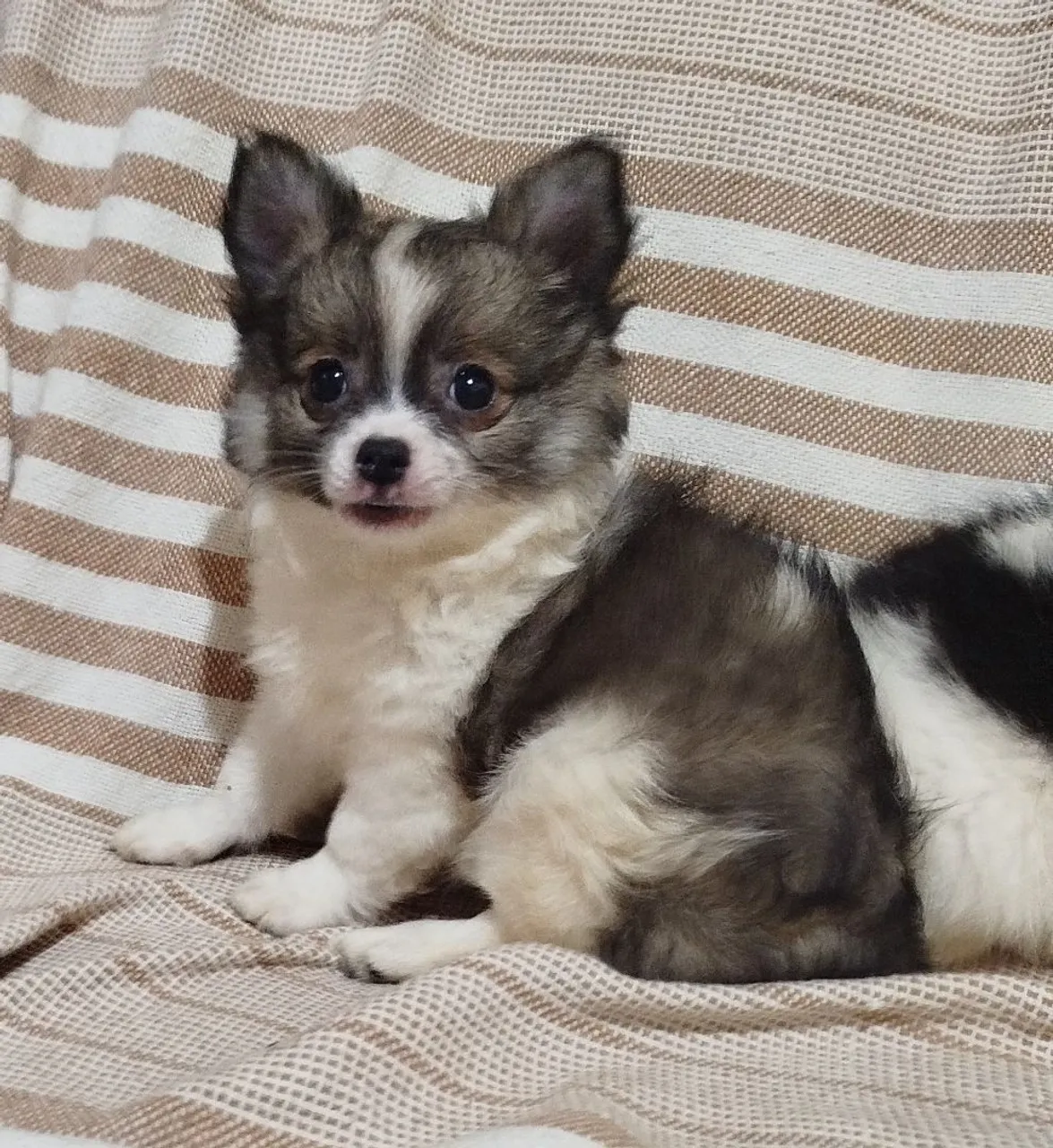 Filhote de Chihuahua