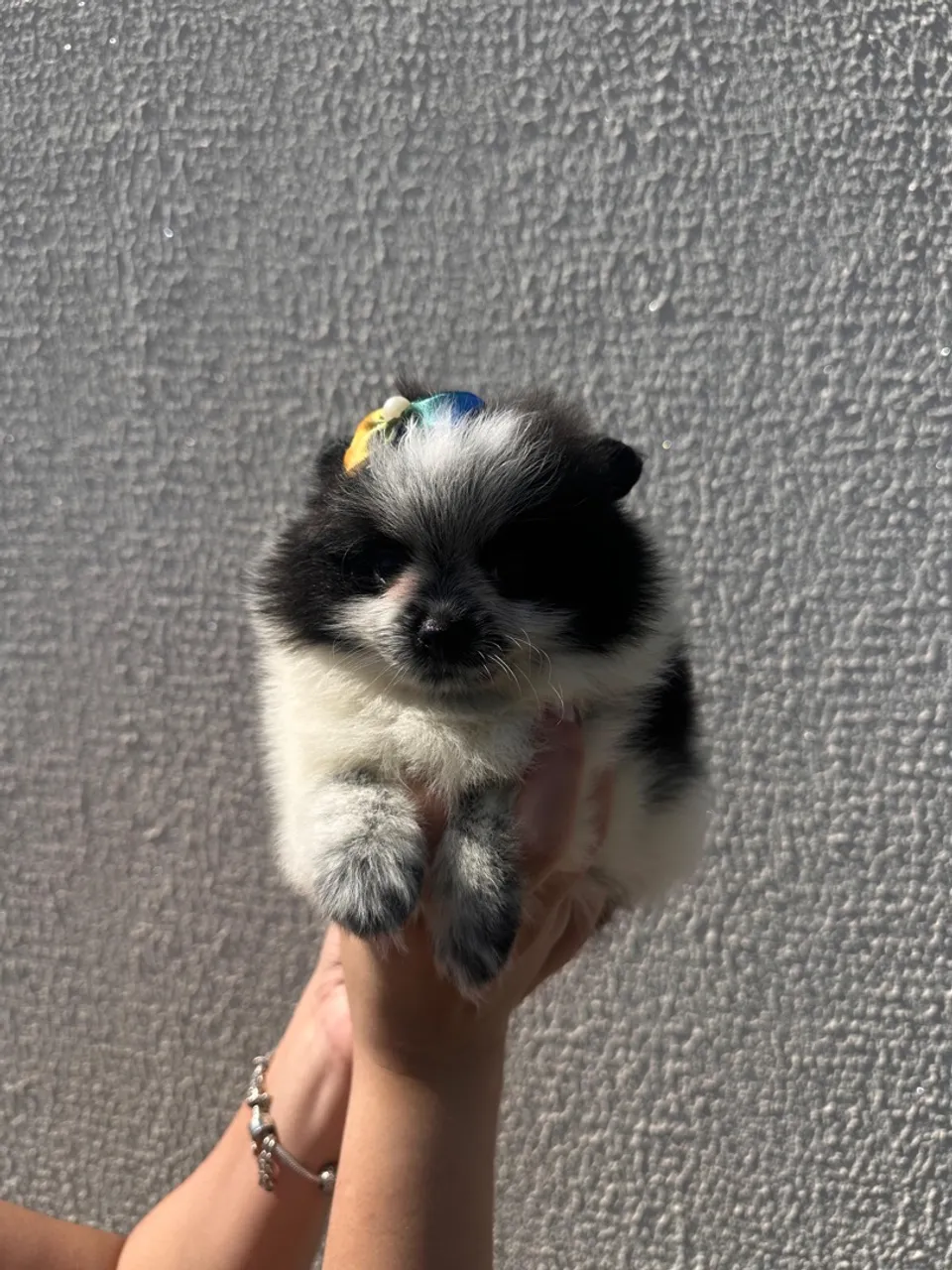 Filhote de Spitz Alemão femea &  macho disponível!