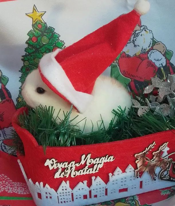 Coelha Mini Netherland com 30 dias  - Foto 2