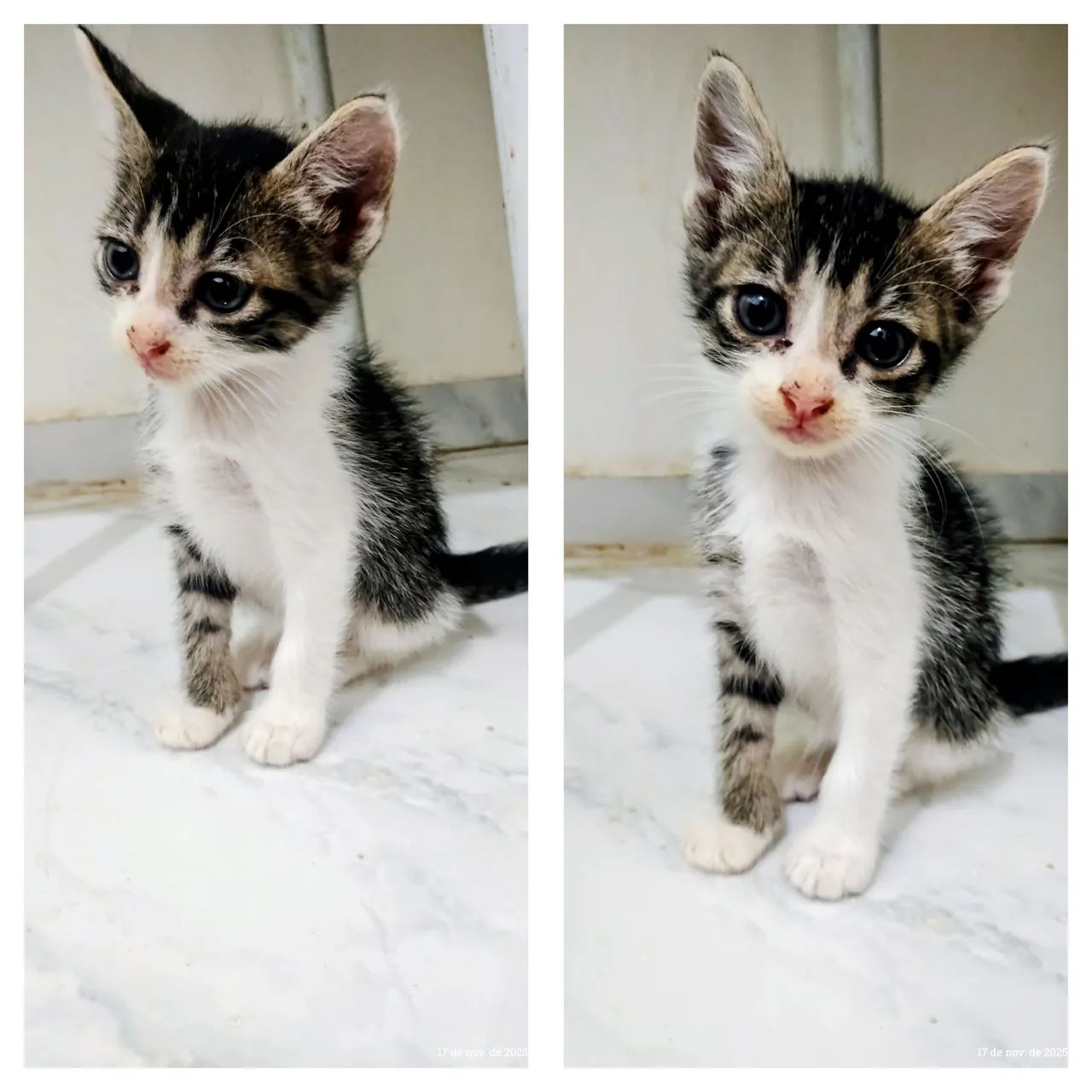 Gatinhos doação  - Foto 2