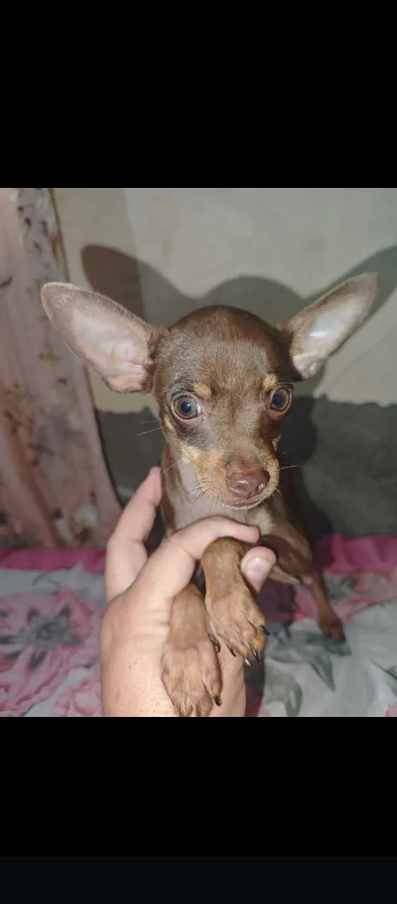 Pinscher 0 disponível macho
