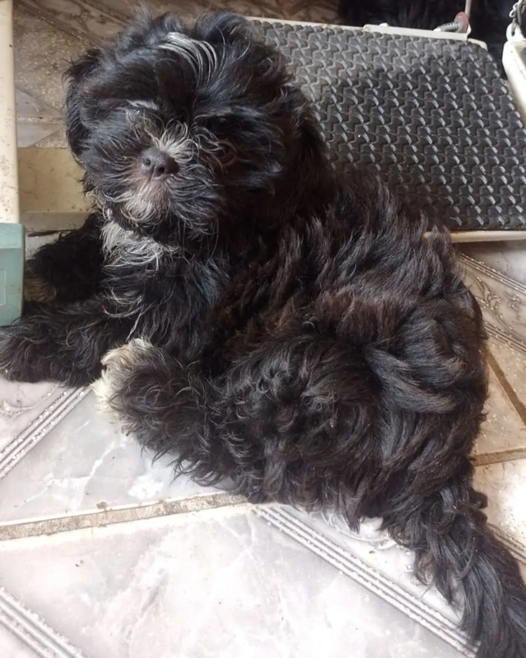 Vendo filhote de Shitzu 800 reais *69