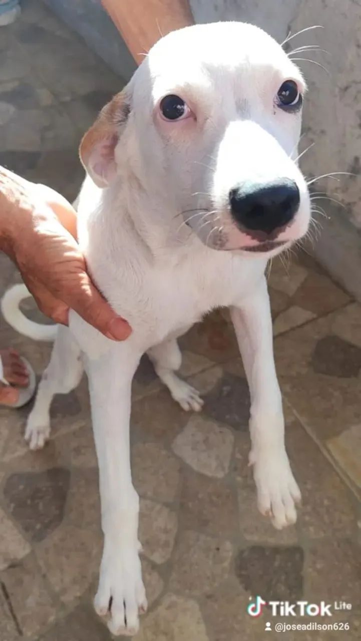 Cachorras para doa ção  - Foto 2