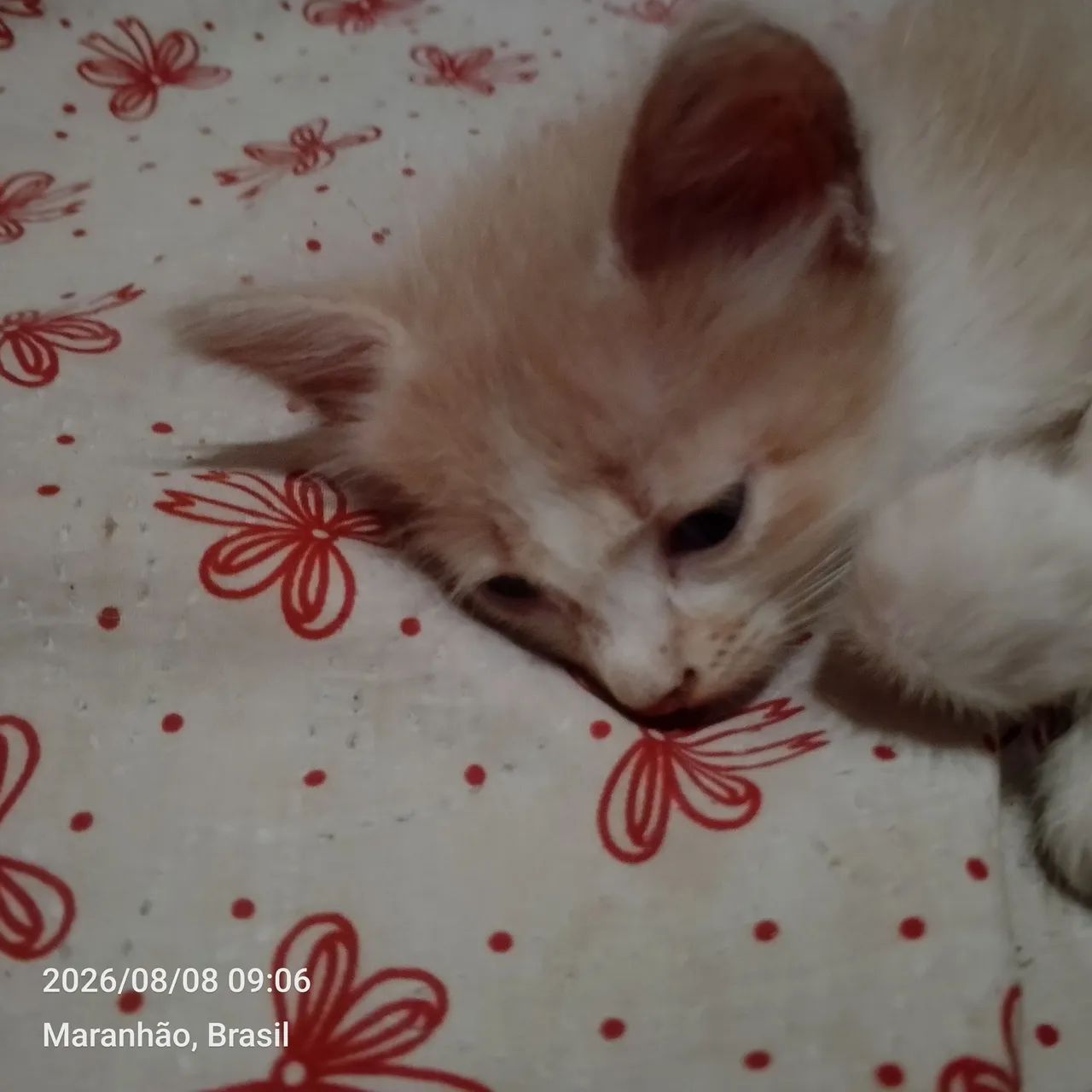 Gata