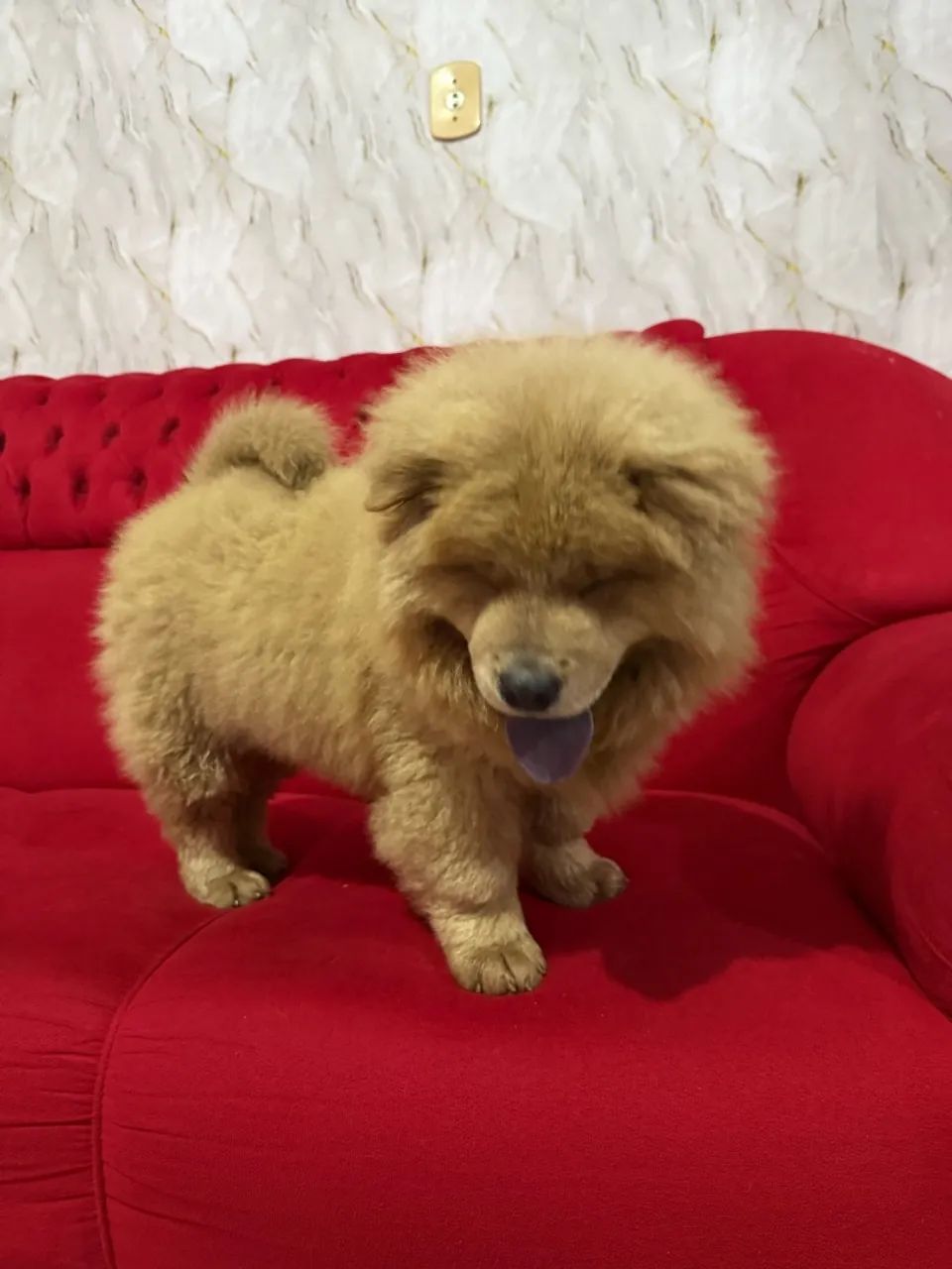 Chow chow  - Foto 2