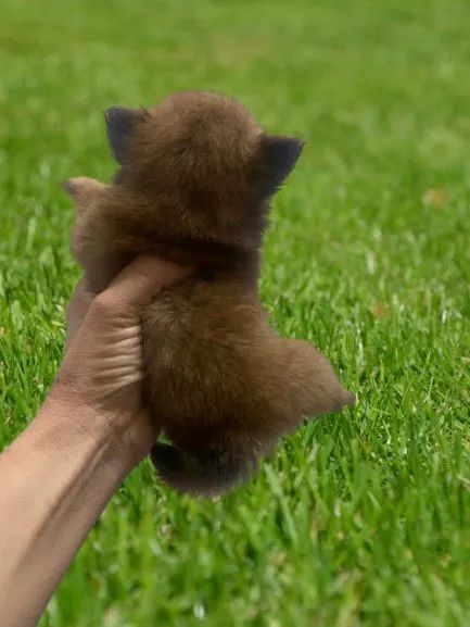 Spitz alemão Lulu da Pomerânia com shitzu  - Foto 4