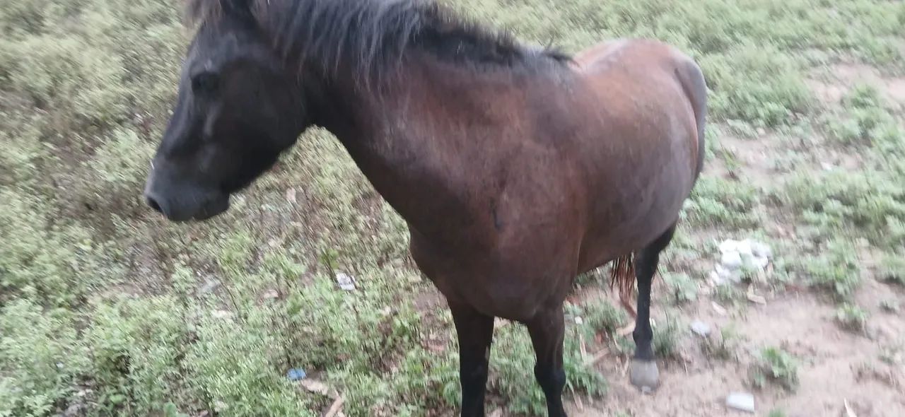 Cavalo piquira muito bonito!!! - Foto 3