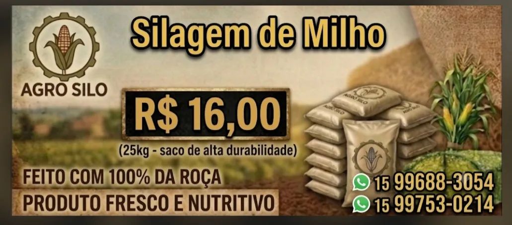 Silagem de milho 100% das espigas 