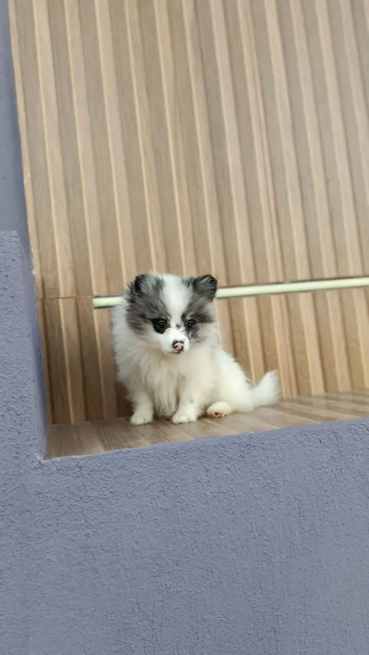 Vende -se - Foto 2