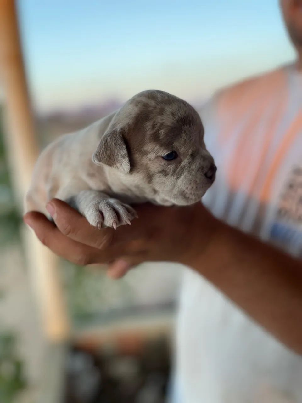 FILHOTES AMERICAN BULLY - Foto 5