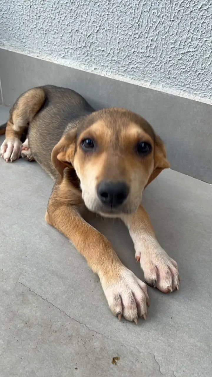 Adoção de cadela filhote - Foto 3