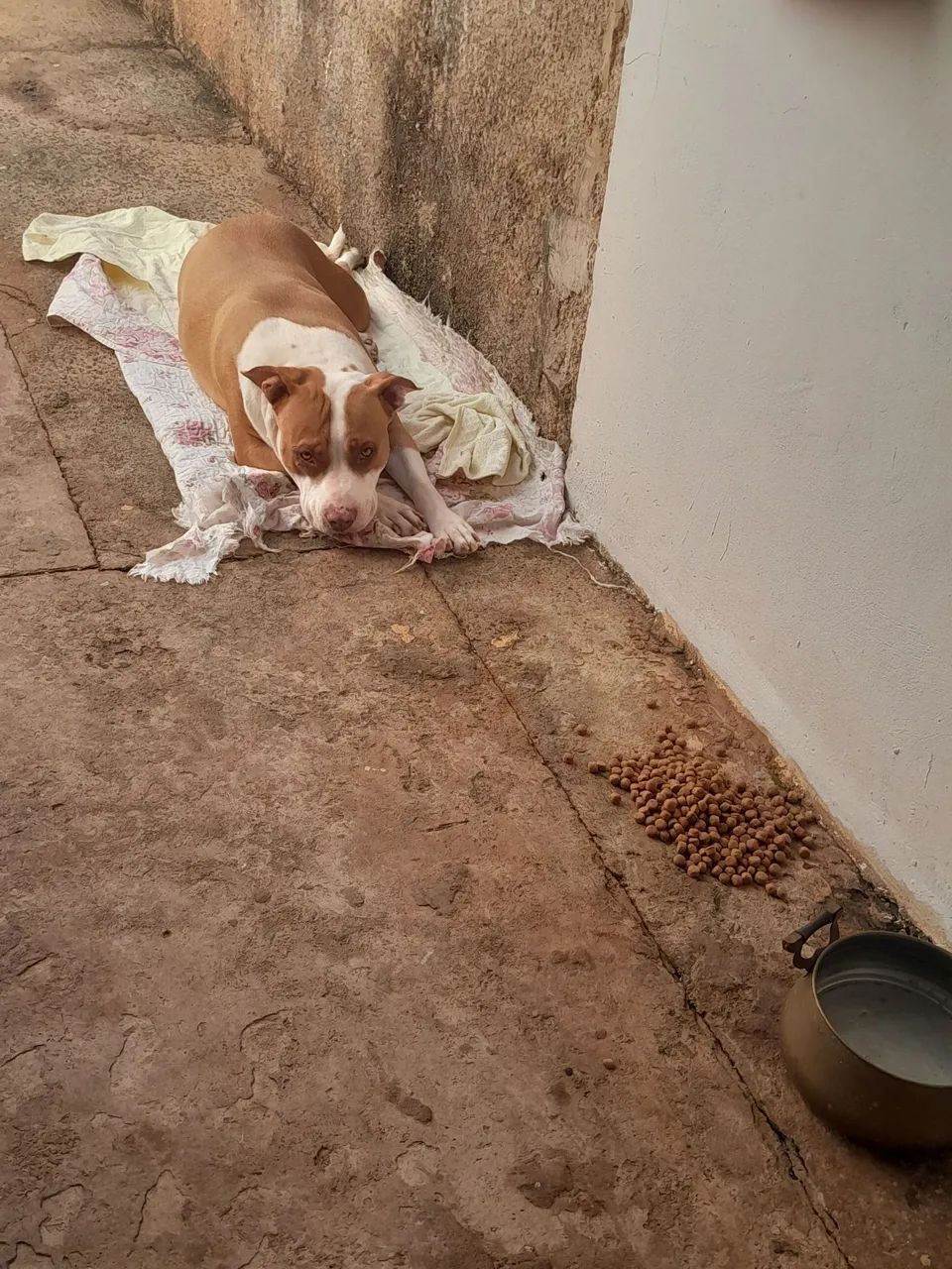 Cachorro pitbull  - Foto 3