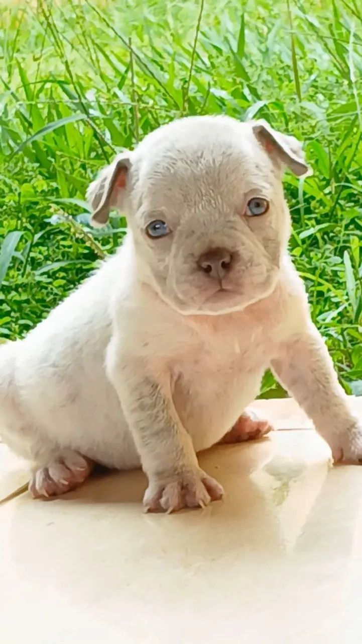 Fêmea American Bully  - Foto 2