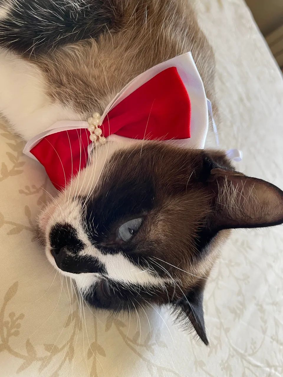 GATA - Foto 4