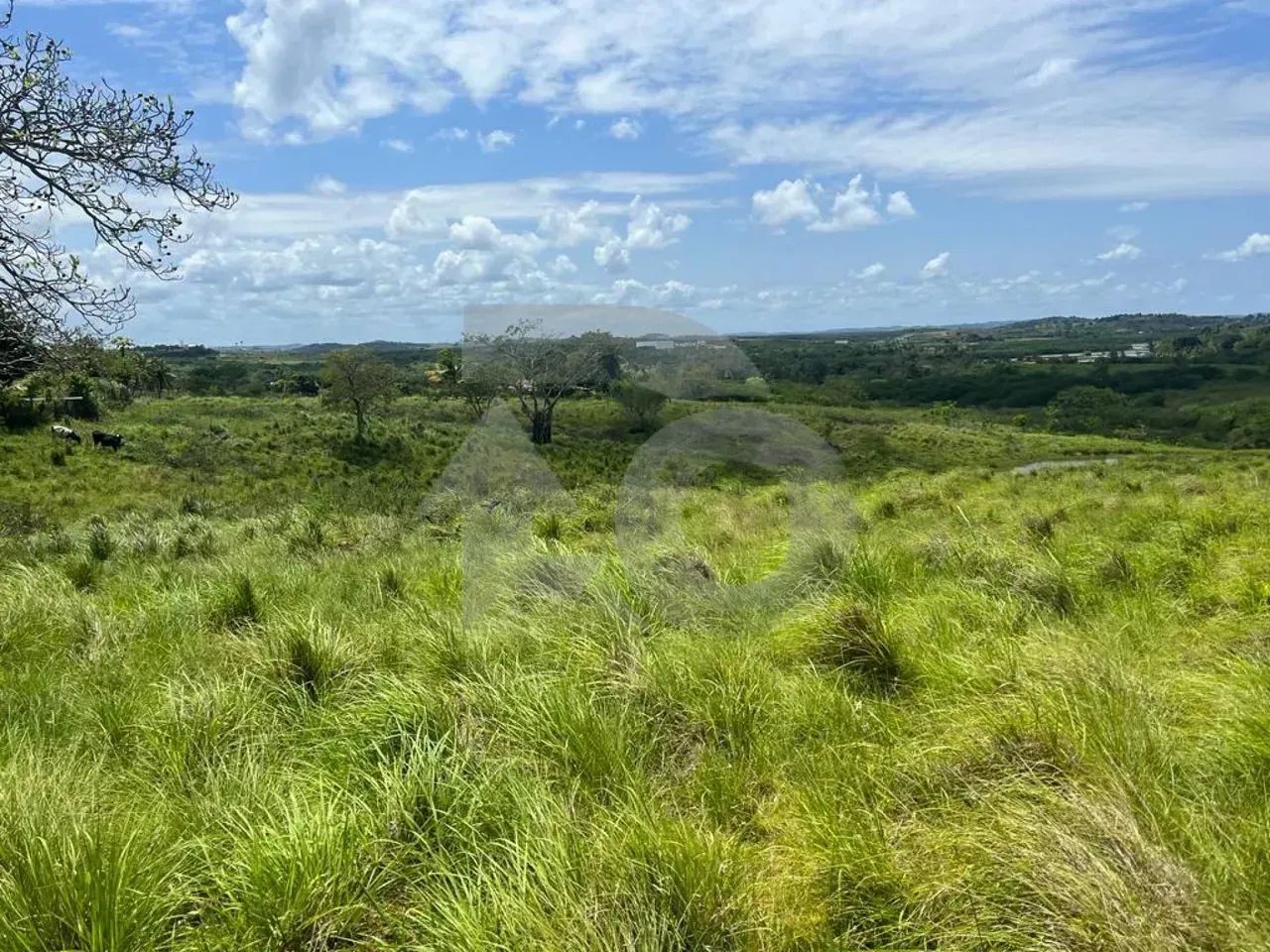 Sítio no Povoado Boa Nova com 4 Hectares, Pastagem e Lagoa - Foto 5