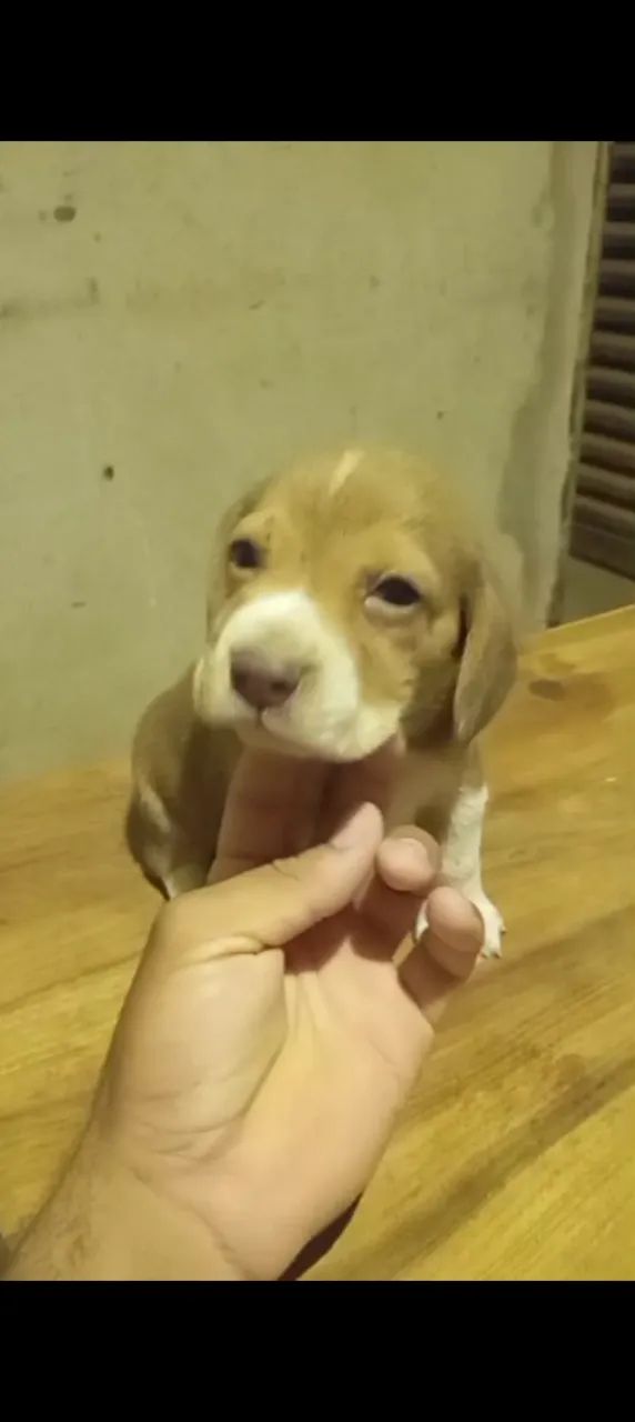 Beagle - Foto 4