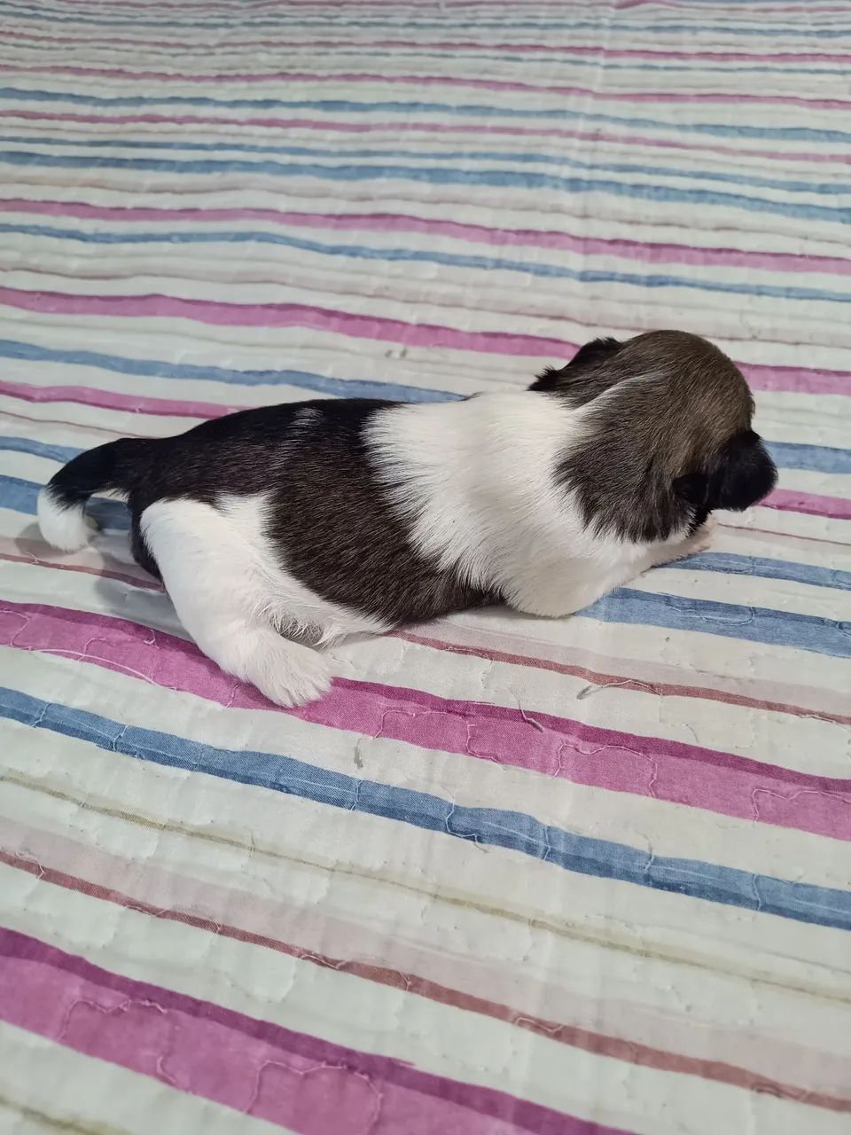 Vendo Shitzu  - Foto 3