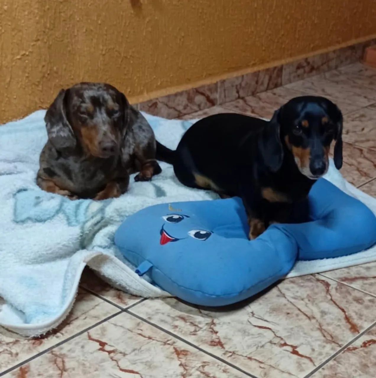 Filhote de Dachshund (salsichinha)  - Foto 5