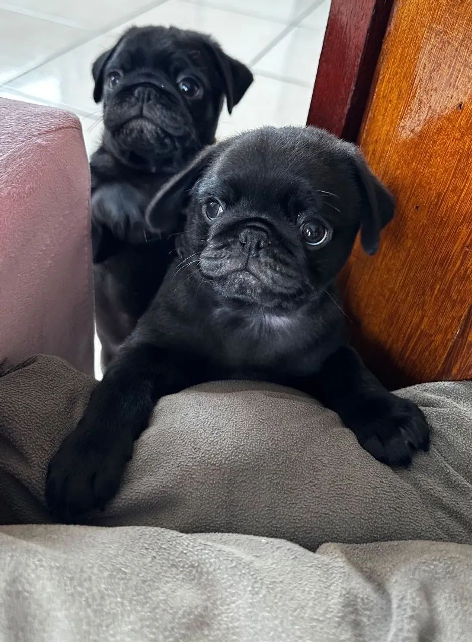Filhote de Pug  - Foto 3