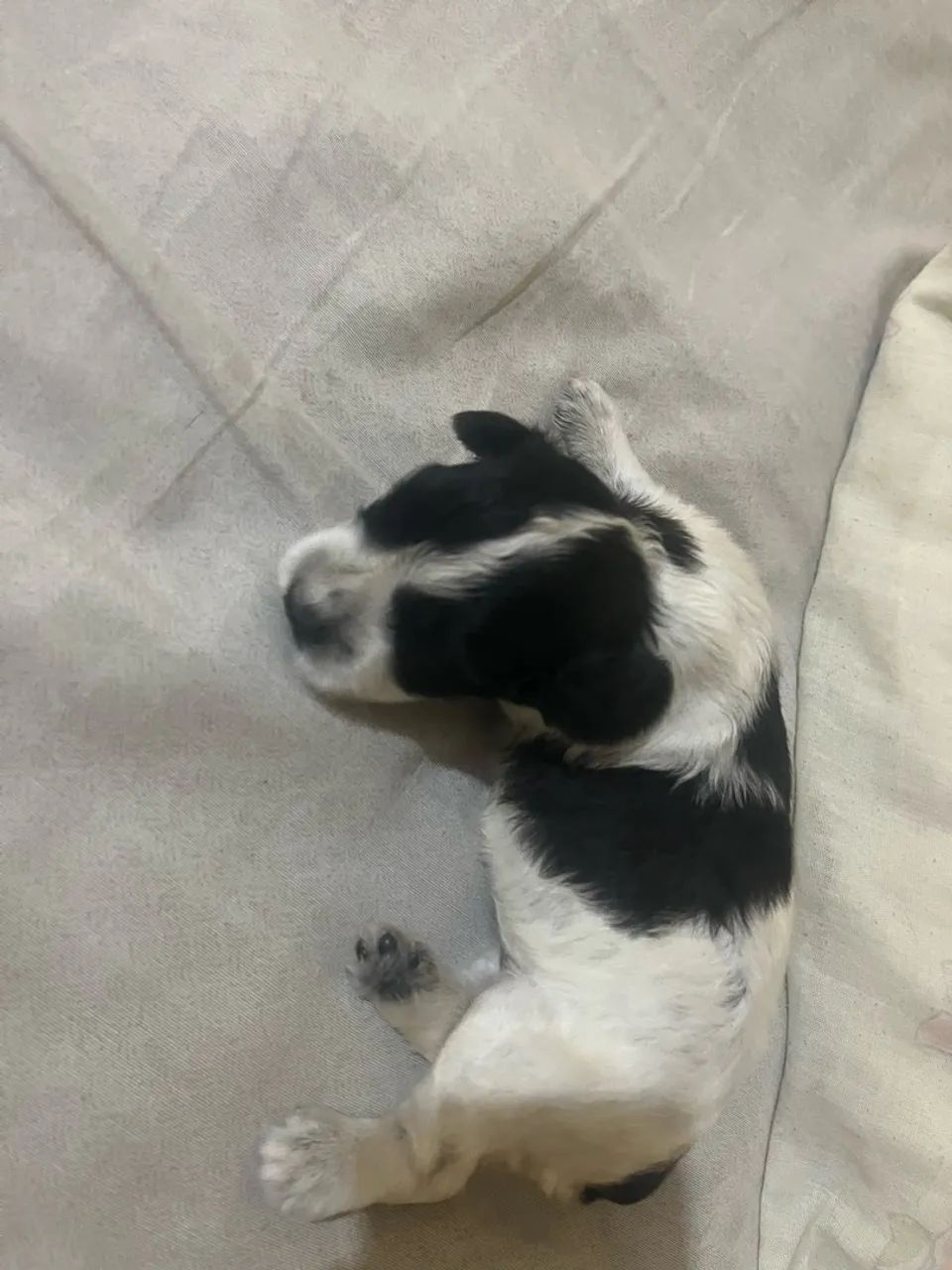 Cachorro poodle com cocke spanel - Foto 3