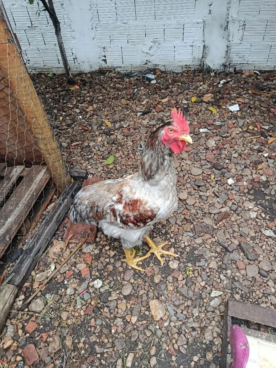 Frango gsb