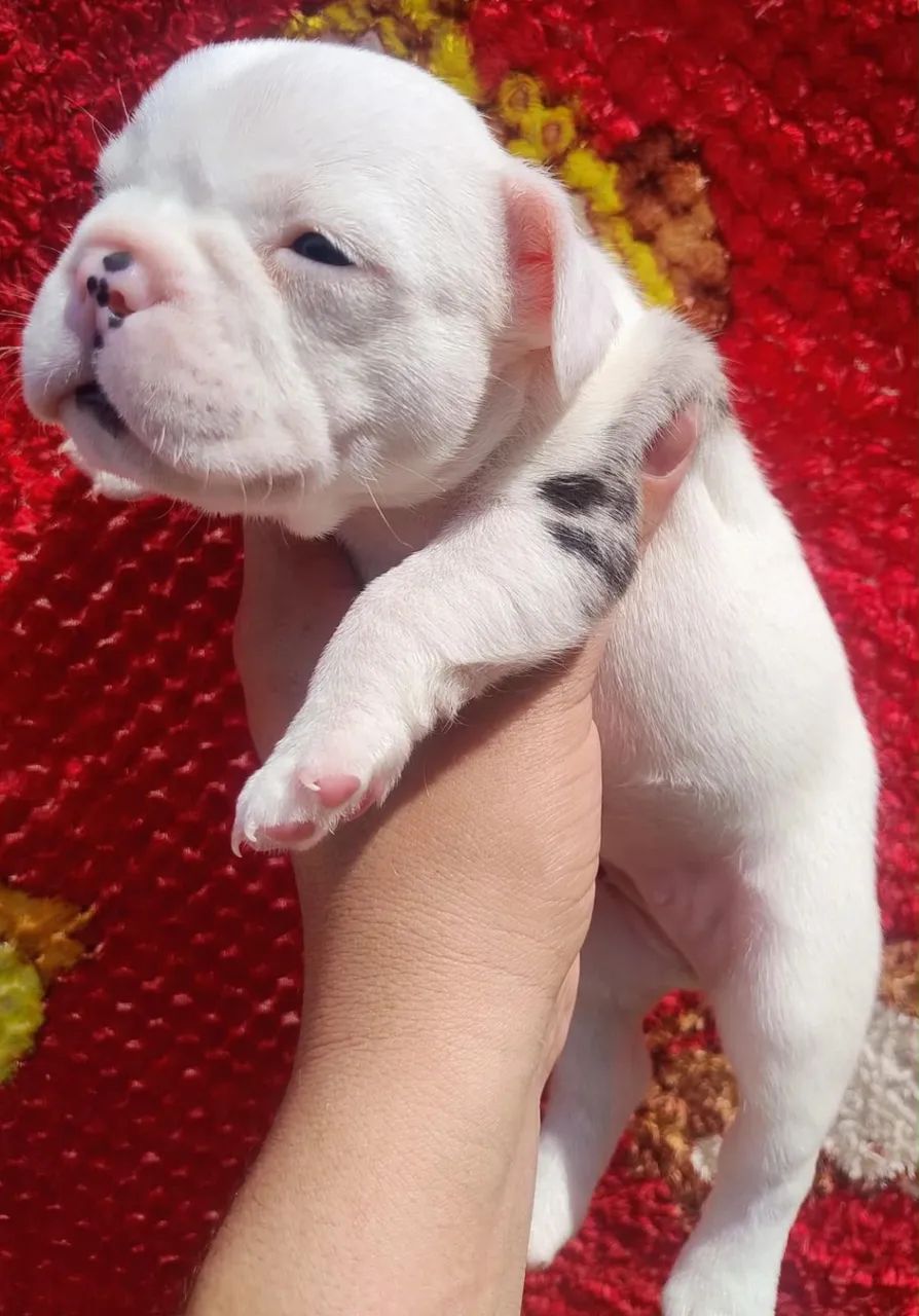 Cachorro  - Foto 5