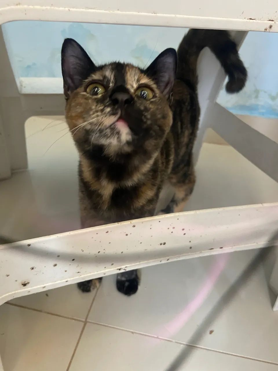 Gatinha - Foto 4