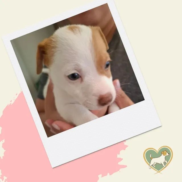 jack x chihuahua 