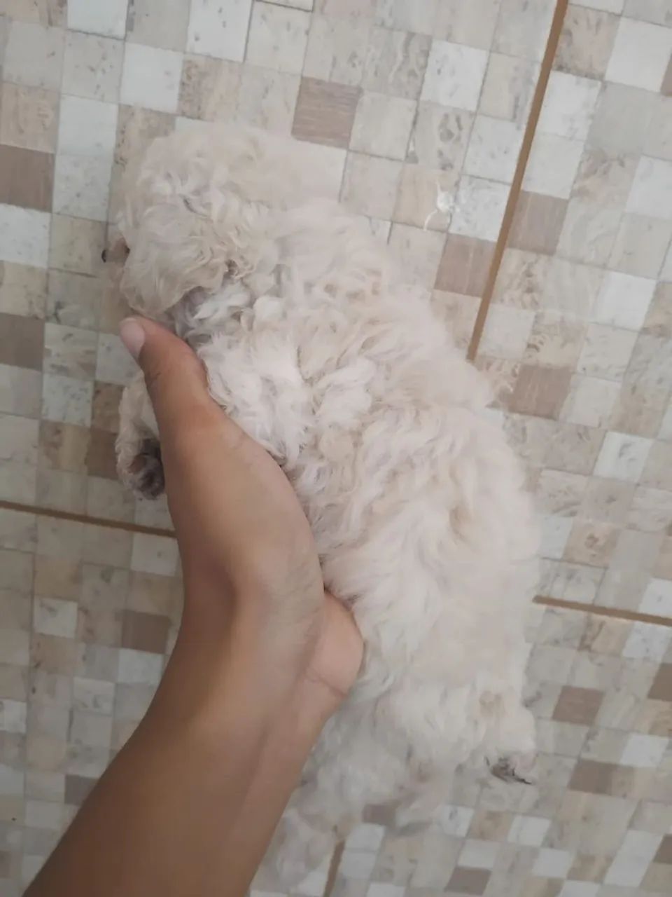 Cachorra Poodle  - Foto 3