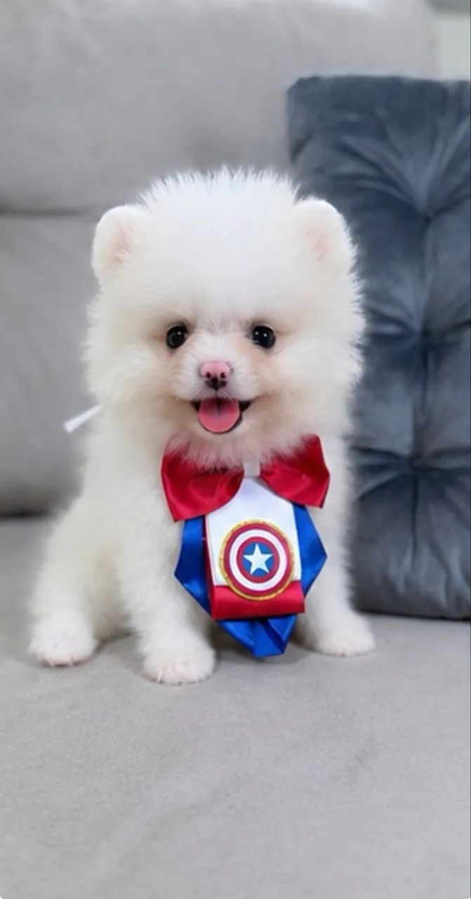 Lulu da Pomerania machinho - Foto 2