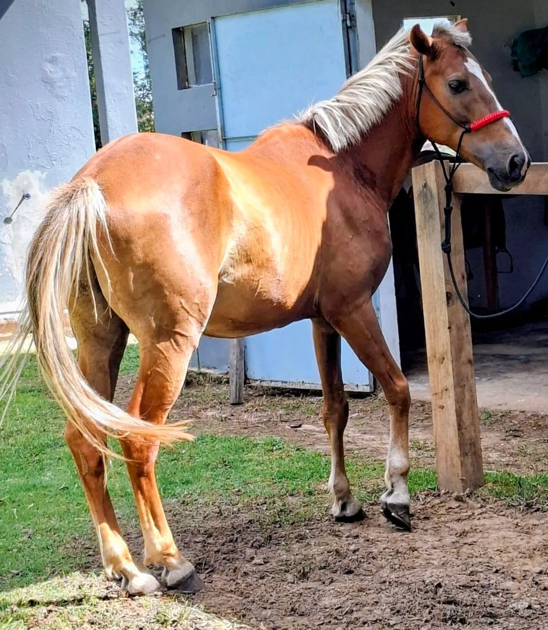 Cavalo Mangalarga Marchador - Marcha Picada - Foto 2